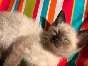 Gato raça SRD-ViraLata idade 2 a 6 meses nome BLUE