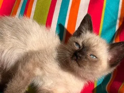 Gato raça SRD-ViraLata idade 2 a 6 meses nome BLUE