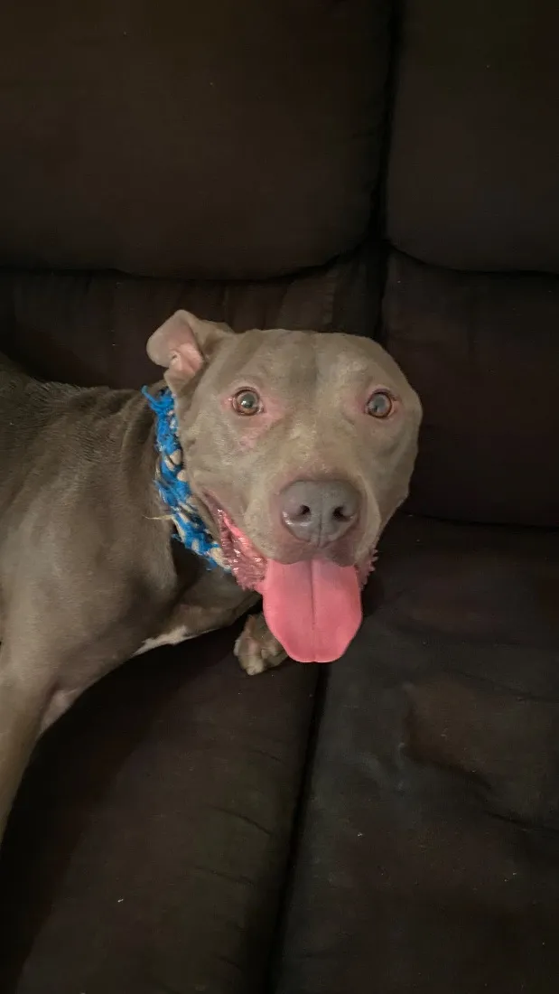 Cachorro raça Pit-Bull idade 1 ano nome Bruce