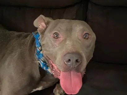 Cachorro raça Pit-Bull idade 1 ano nome Bruce