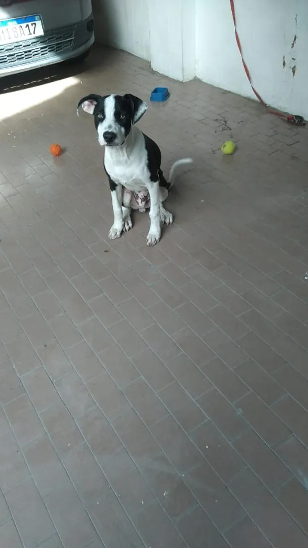 Cachorro raça Pit-Bull idade 1 ano nome DUCK