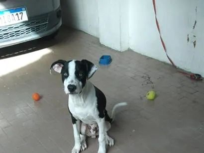 Cachorro raça Pit-Bull idade 1 ano nome DUCK