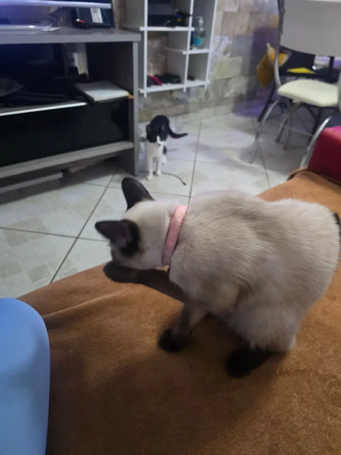 Gato raça Siamês idade 7 a 11 meses nome Kimy