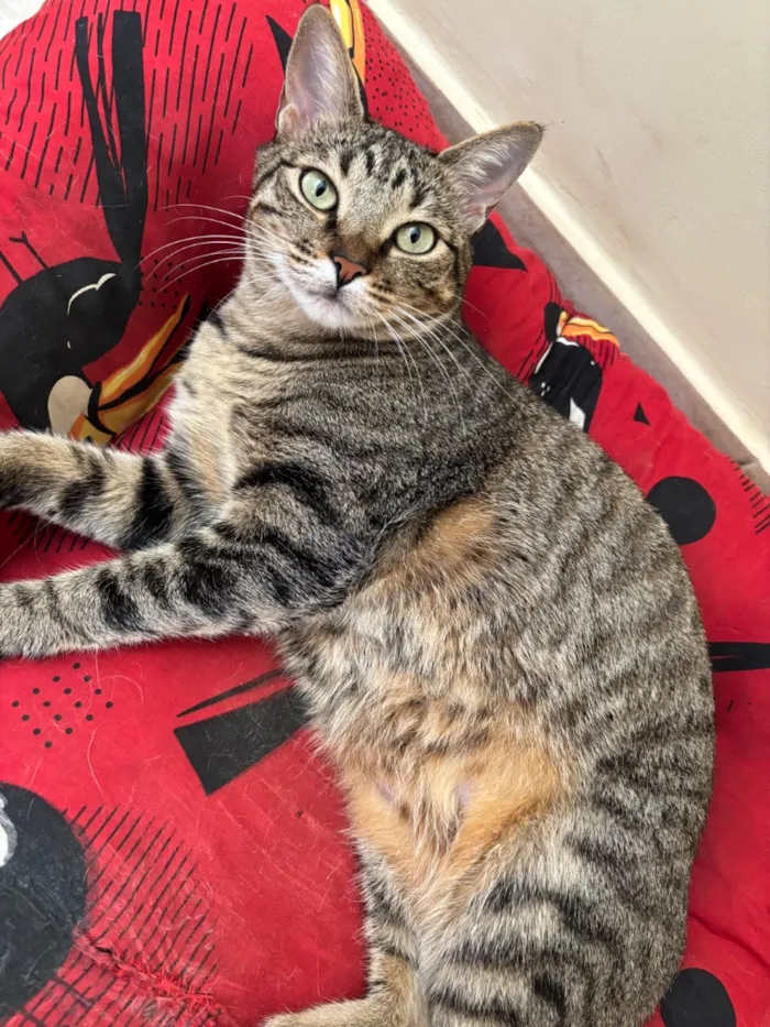 Gato raça SRD-ViraLata idade 5 anos nome Amelie
