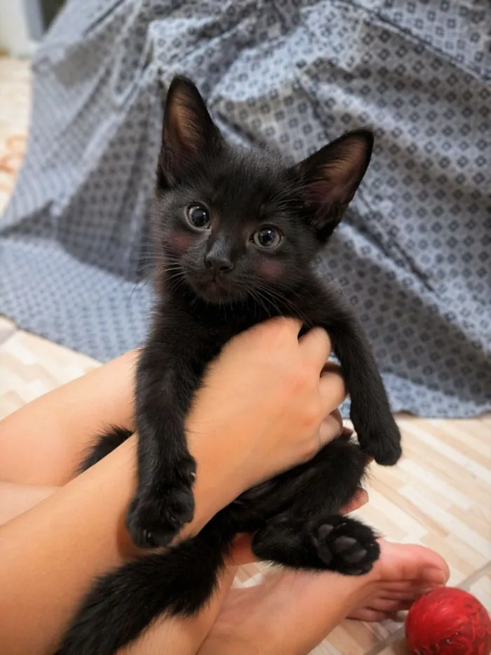 Gato raça SRD-ViraLata idade Abaixo de 2 meses nome não tem nome