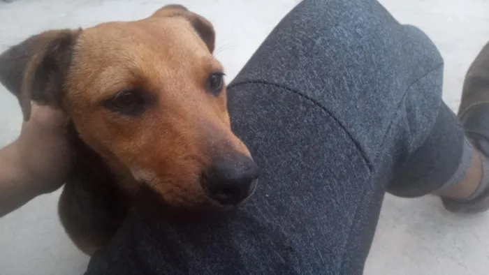 Cachorro raça SRD-ViraLata idade 2 a 6 meses nome Penélope