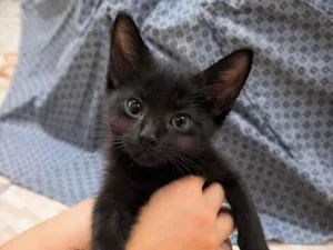 Gato raça SRD-ViraLata idade Abaixo de 2 meses nome não tem nome