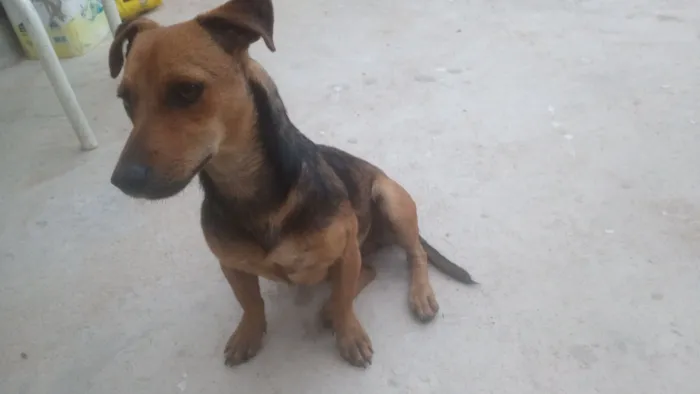 Cachorro raça SRD-ViraLata idade 2 a 6 meses nome Penélope