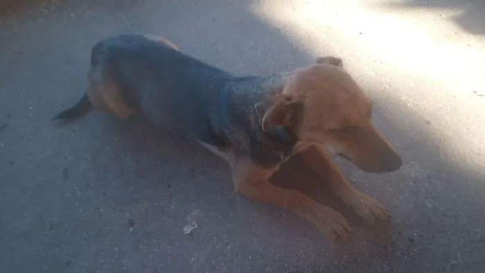 Cachorro raça SRD-ViraLata idade 2 a 6 meses nome Penélope