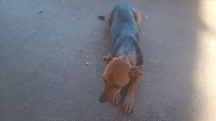 Cachorro raça SRD-ViraLata idade 2 a 6 meses nome Penélope