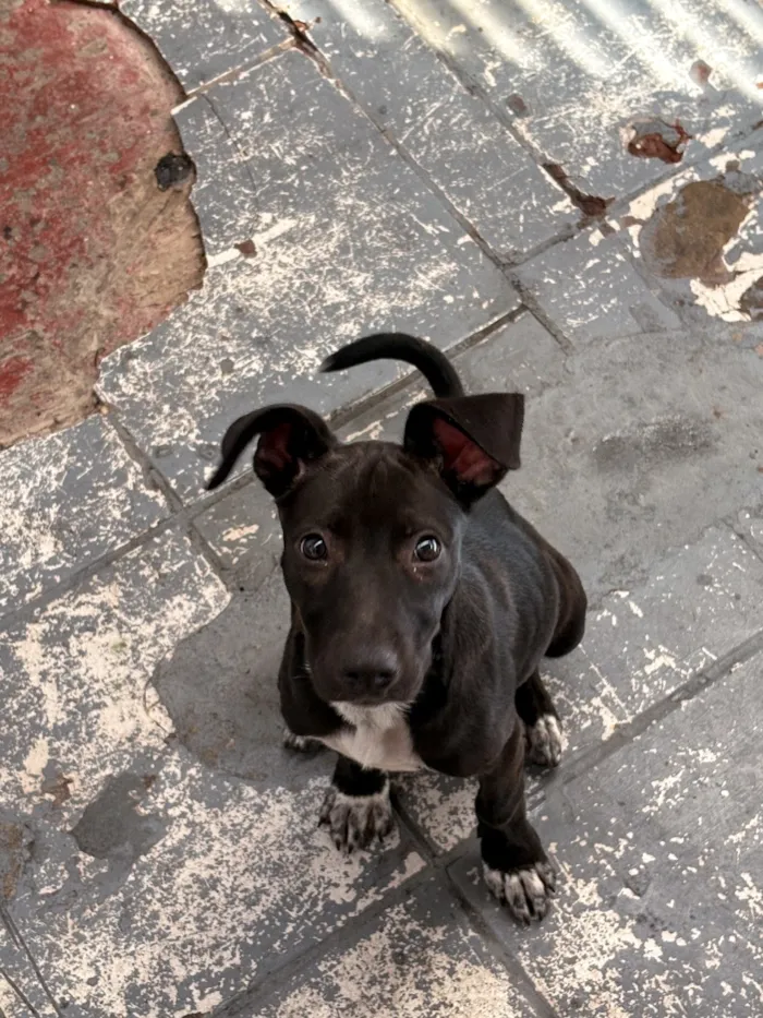 Cachorro raça SRD-ViraLata idade 2 a 6 meses nome Bela