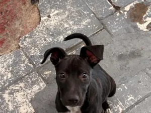 Cachorro raça SRD-ViraLata idade 2 a 6 meses nome Bela