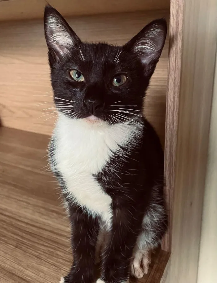 Gato raça SRD-ViraLata idade 2 a 6 meses nome Vecna