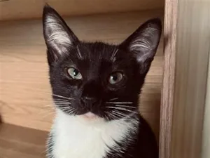 Gato raça SRD-ViraLata idade 2 a 6 meses nome Vecna