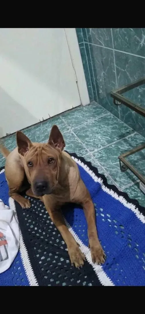 Cachorro raça SRD-ViraLata idade 5 anos nome Nallah