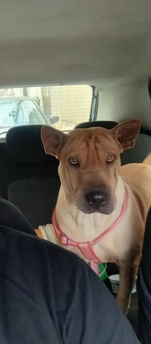 Cachorro raça SRD-ViraLata idade 5 anos nome Nallah