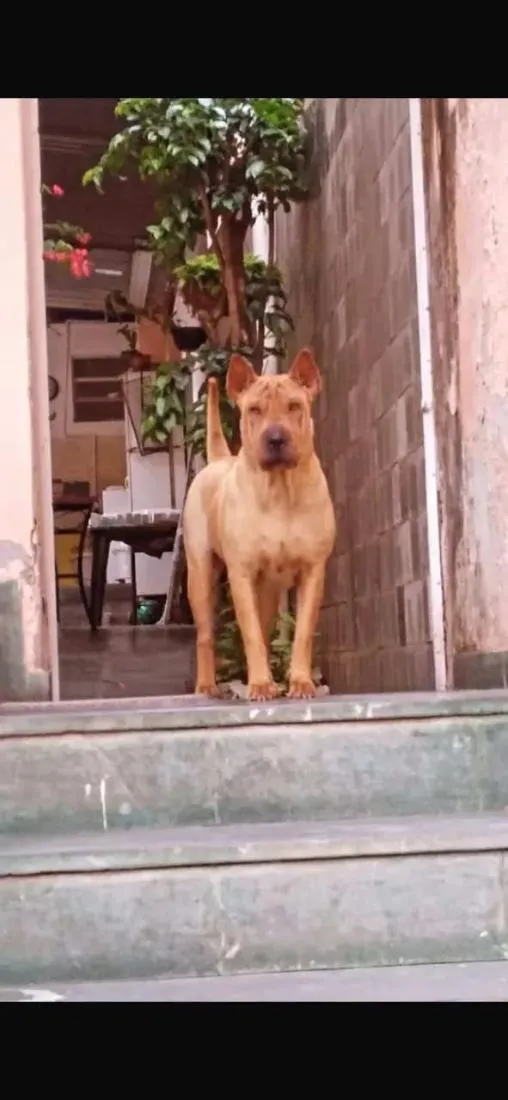 Cachorro raça SRD-ViraLata idade 5 anos nome Nallah
