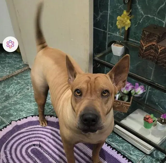 Cachorro raça SRD-ViraLata idade 5 anos nome Nallah