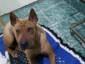 Cachorro raça SRD-ViraLata idade 5 anos nome Nallah