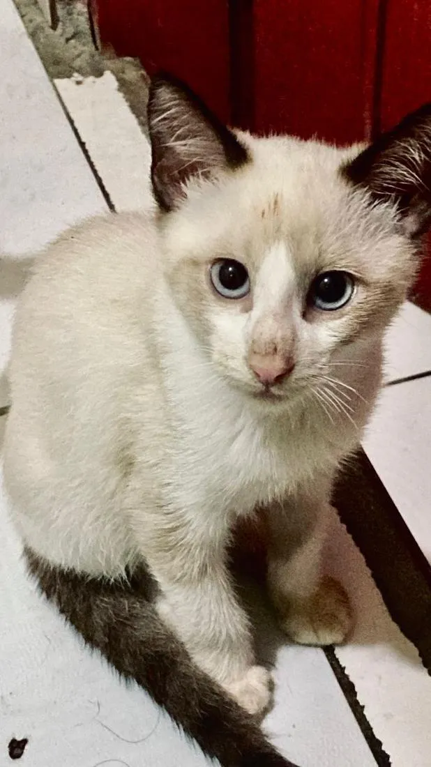 Gato raça SRD-ViraLata idade 2 a 6 meses nome Juju