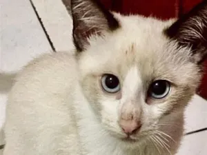 Gato raça SRD-ViraLata idade 2 a 6 meses nome Juju