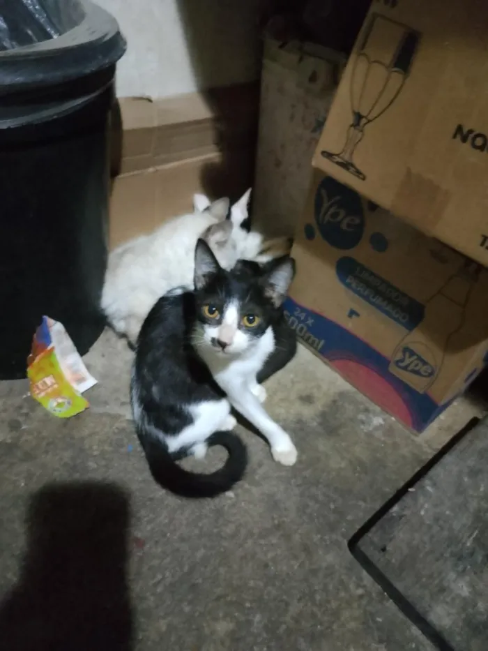 Gato raça SRD-ViraLata idade 2 a 6 meses nome crescente