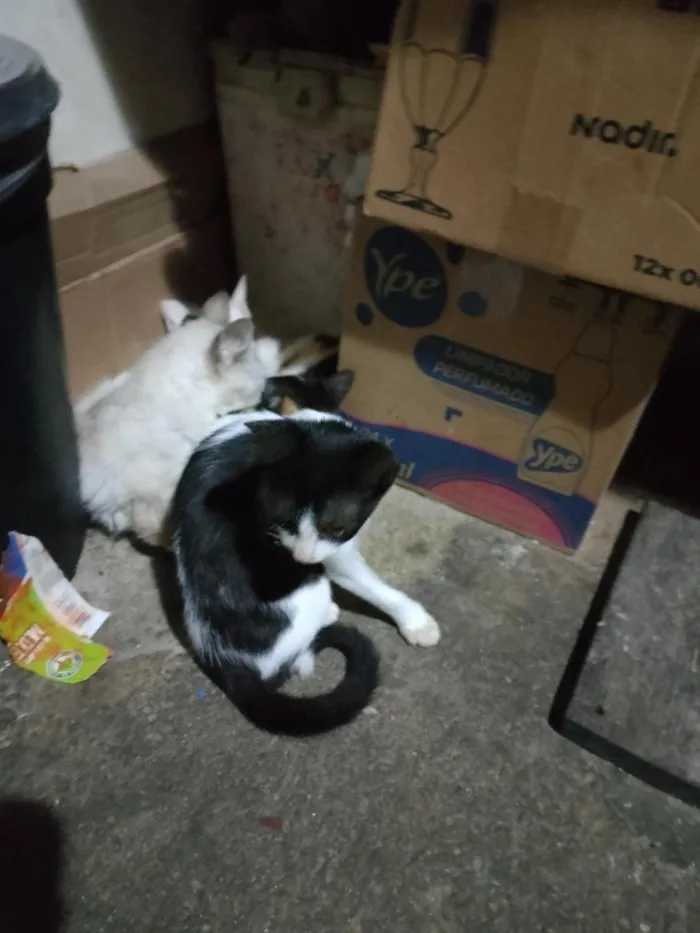 Gato raça SRD-ViraLata idade 2 a 6 meses nome crescente