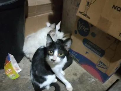 Gato raça SRD-ViraLata idade 2 a 6 meses nome crescente