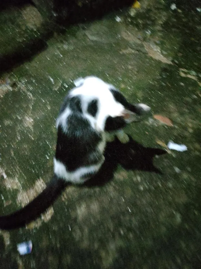 Gato raça SRD-ViraLata idade 2 a 6 meses nome flocos