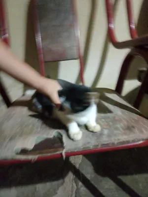 Gato raça SRD-ViraLata idade 2 a 6 meses nome flocos