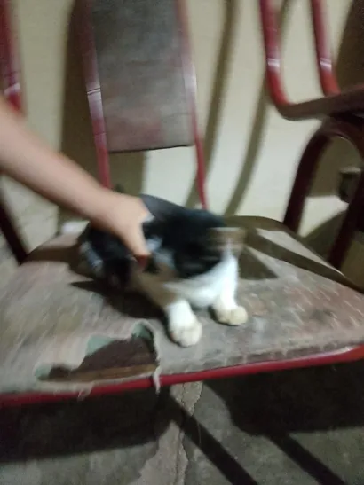 Gato raça SRD-ViraLata idade 2 a 6 meses nome flocos