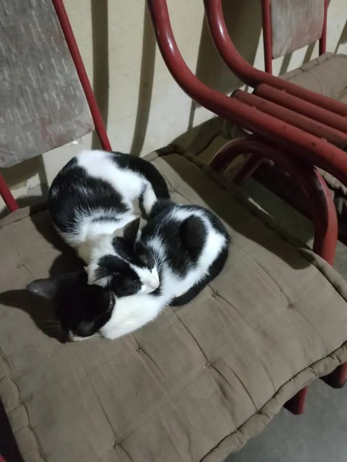 Gato raça SRD-ViraLata idade 2 a 6 meses nome Frajola e minguante