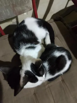 Gato raça SRD-ViraLata idade 2 a 6 meses nome Frajola e minguante