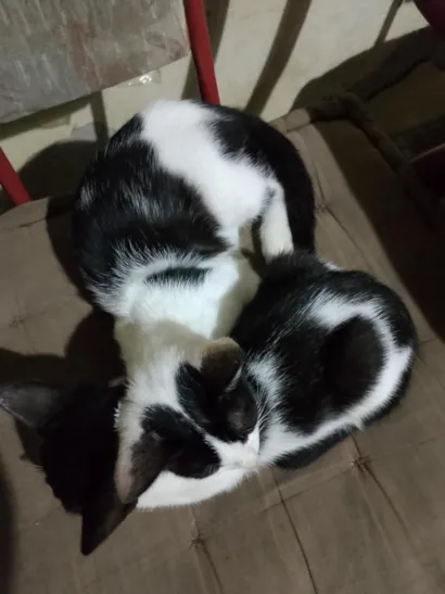 Gato raça SRD-ViraLata idade 2 a 6 meses nome Frajola e minguante