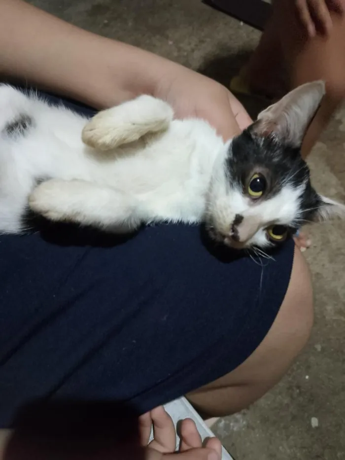 Gato raça SRD-ViraLata idade 2 a 6 meses nome lesado