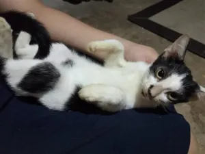 Gato raça SRD-ViraLata idade 2 a 6 meses nome lesado