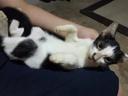 Gato raça SRD-ViraLata idade 2 a 6 meses nome lesado