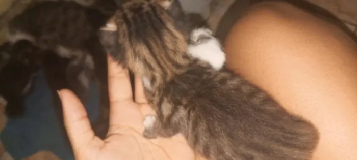 Gato raça SRD-ViraLata idade Abaixo de 2 meses nome mia