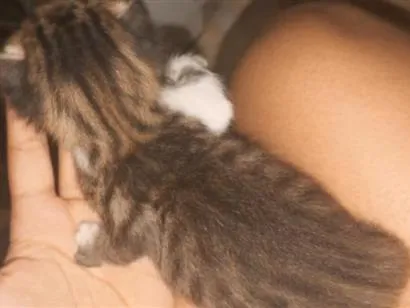 Gato raça SRD-ViraLata idade Abaixo de 2 meses nome mia
