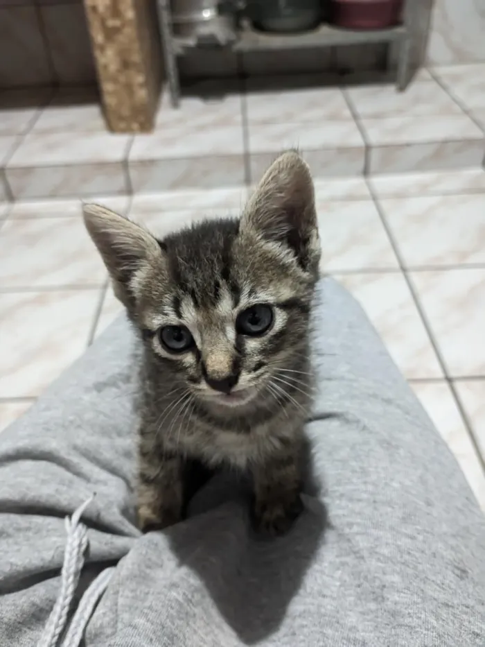 Gato raça SRD-ViraLata idade Abaixo de 2 meses nome tigresa