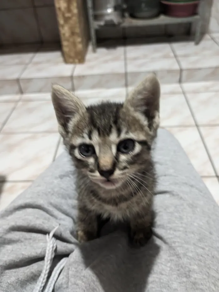 Gato raça SRD-ViraLata idade Abaixo de 2 meses nome tigresa