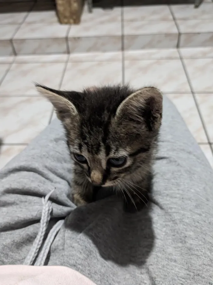 Gato raça SRD-ViraLata idade Abaixo de 2 meses nome tigresa