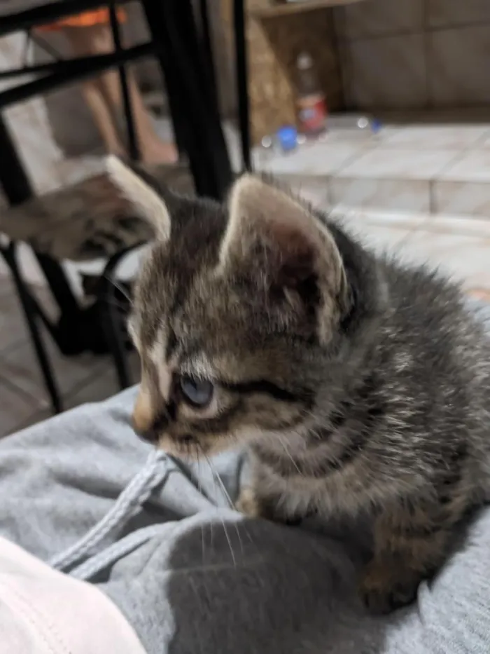 Gato raça SRD-ViraLata idade Abaixo de 2 meses nome tigresa