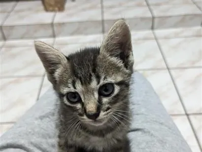 Gato raça SRD-ViraLata idade Abaixo de 2 meses nome tigresa