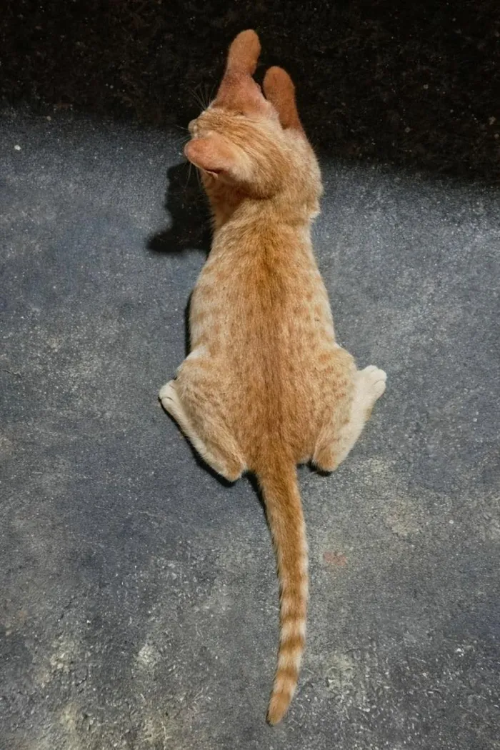 Gato raça SRD-ViraLata idade 2 a 6 meses nome Chico