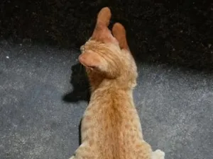 Gato raça SRD-ViraLata idade 2 a 6 meses nome Chico