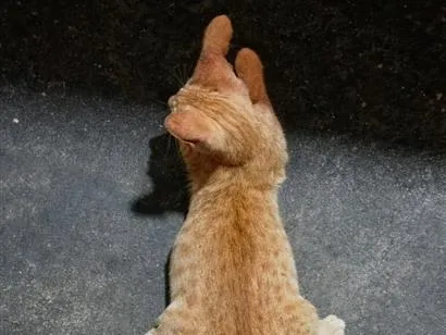 Gato raça SRD-ViraLata idade 2 a 6 meses nome Chico