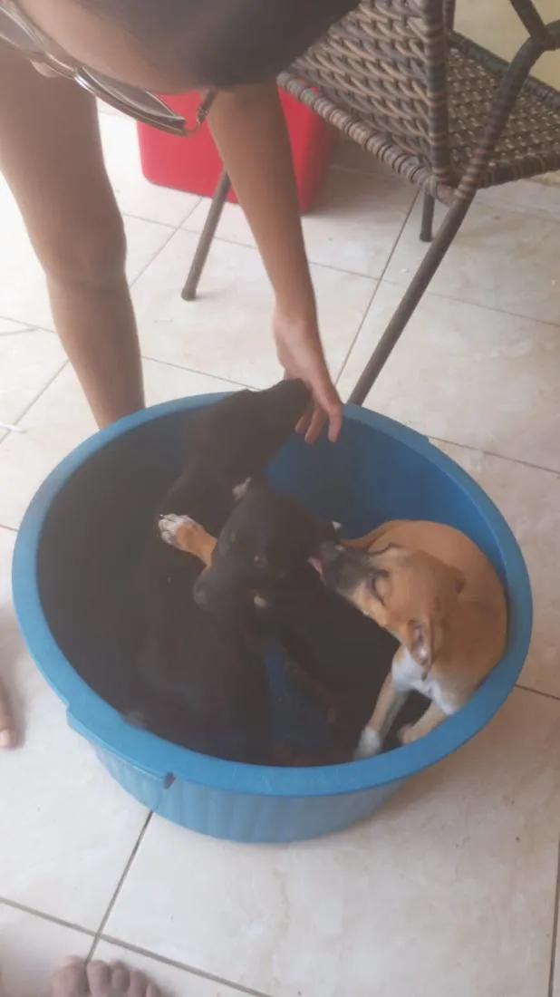 Cachorro raça SRD-ViraLata idade 2 a 6 meses nome sem nomes