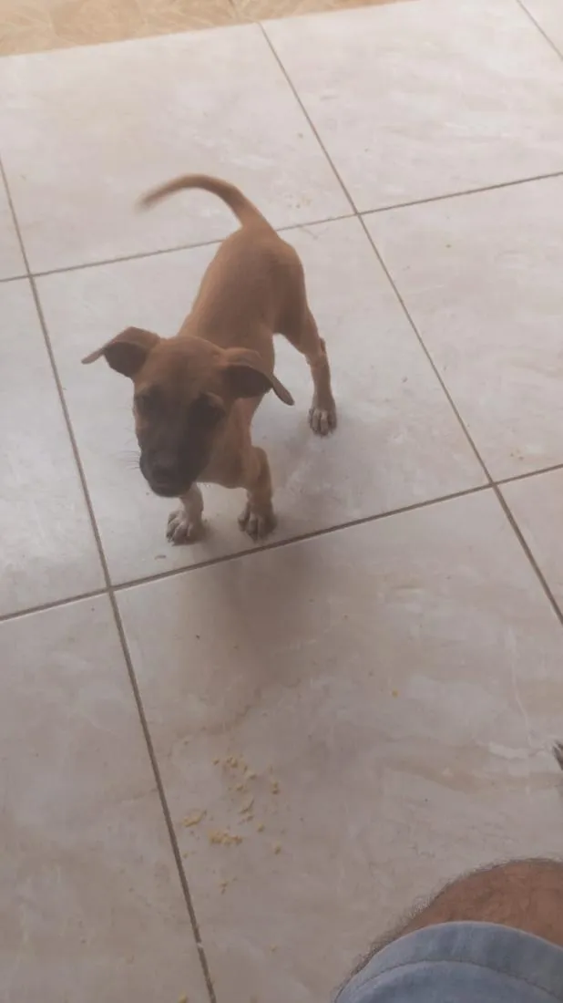 Cachorro raça SRD-ViraLata idade 2 a 6 meses nome sem nomes
