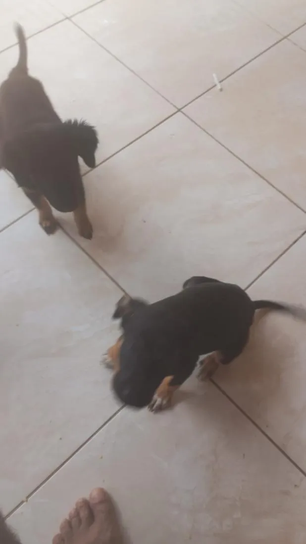 Cachorro raça SRD-ViraLata idade 2 a 6 meses nome sem nomes